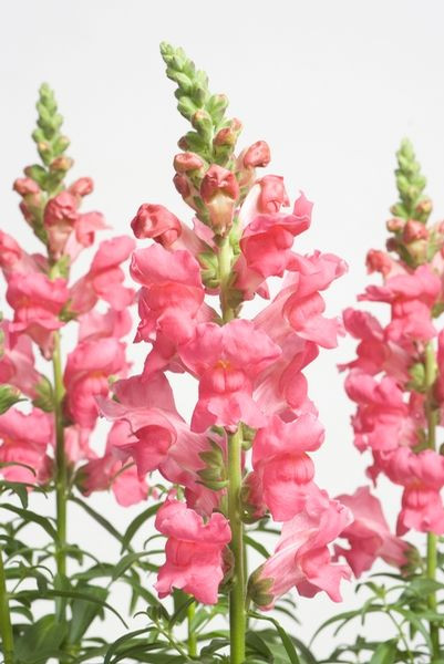 Antirrhinum Majus, Snapdragon, Bedding plants, Tender perennial, snapdragon Sonnet, Snapdragon Liberty